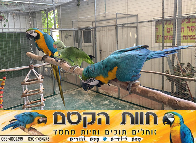 جديد في كفر قاسم - חוות הקסם